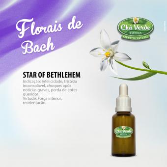 Star of bethlehem florais de bach